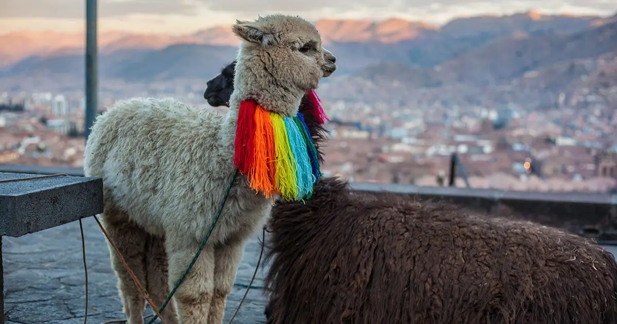 Andean Adventure