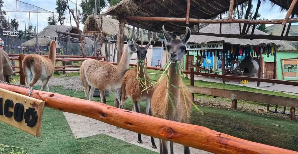 Alpaca and Llama Therapy in Cusco