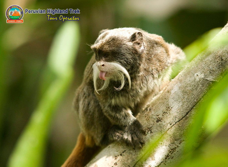 Tour Manu National Park 4 Day