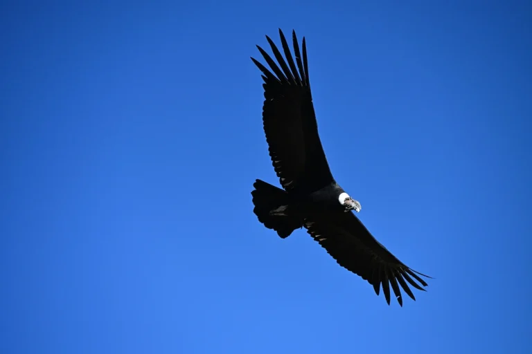 Condor Watching Tour in Cusco – Half Day